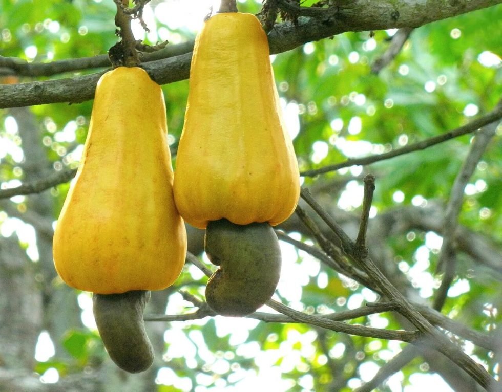 are cashew trees poisonous