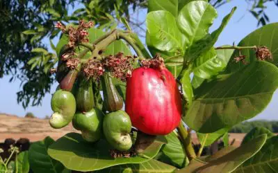cashew nut plant