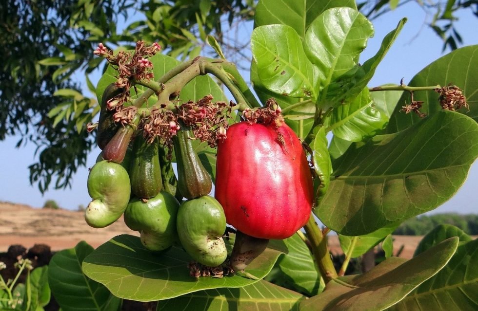 Are Raw Cashews Poisonous? Are Raw Cashews Safe to Consume?