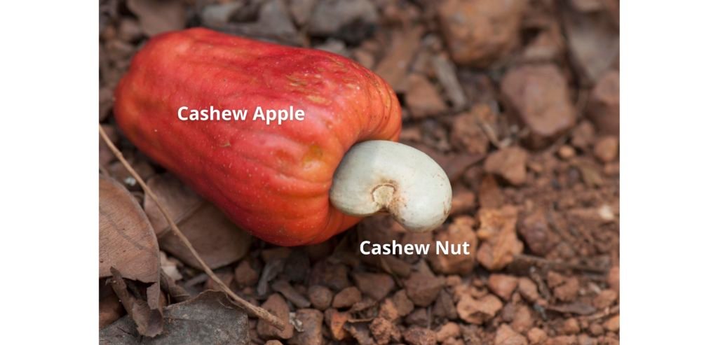 cashew apple edible