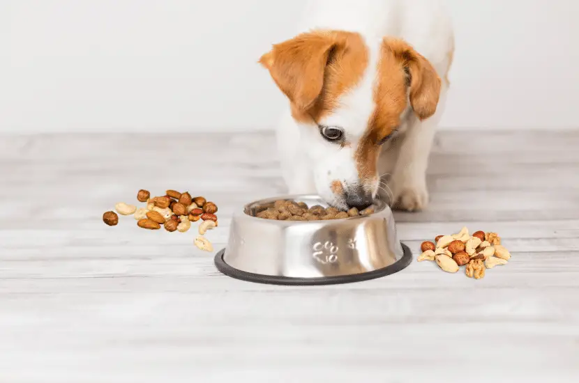 Can Dogs Eat Nuts? – Which Nuts Are Safe?