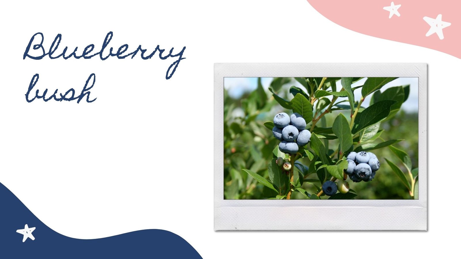 blueberry bush