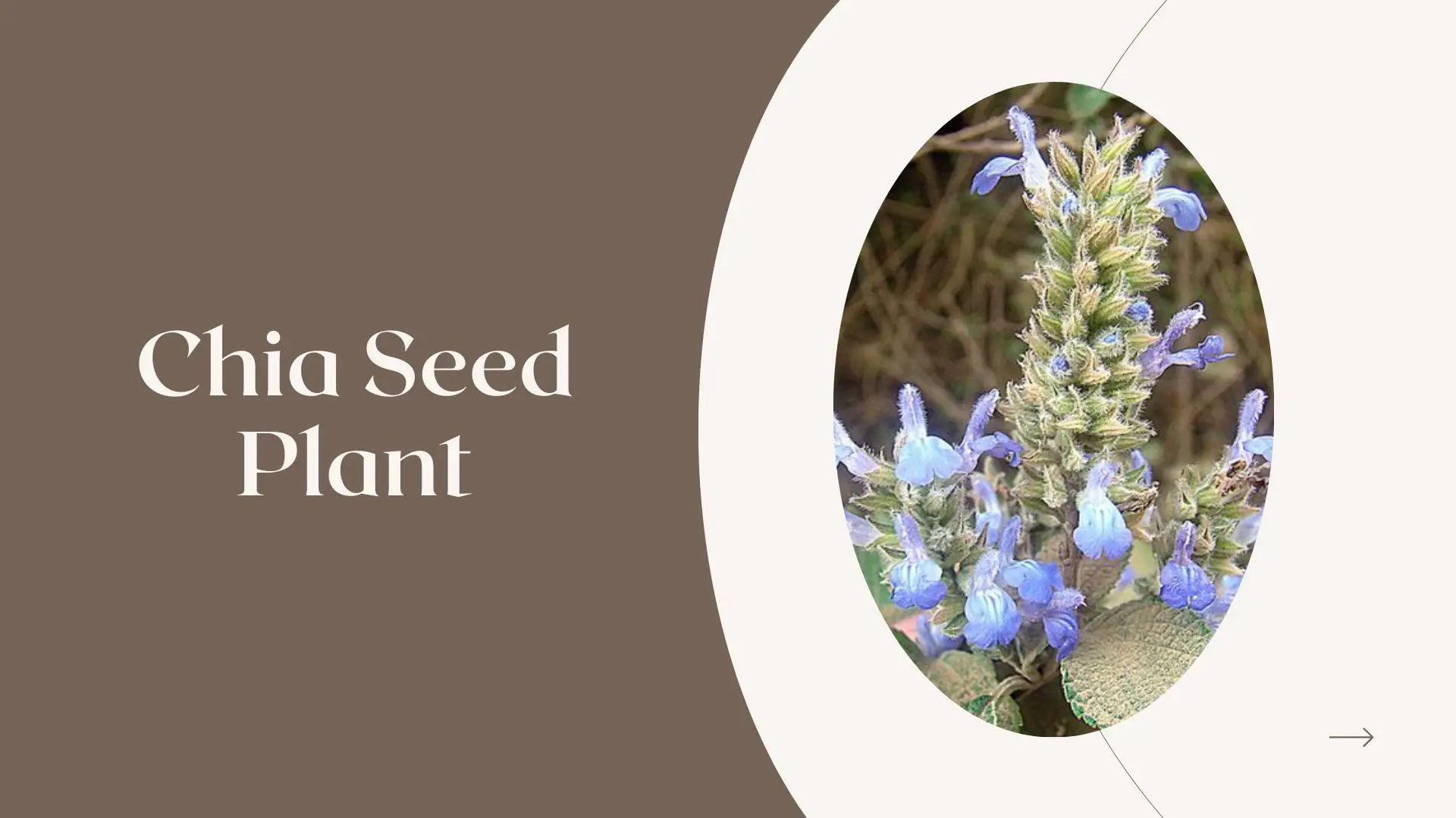chia seed plant