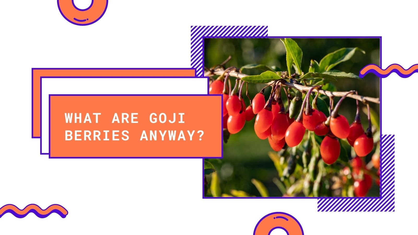 what are goji berries anyway