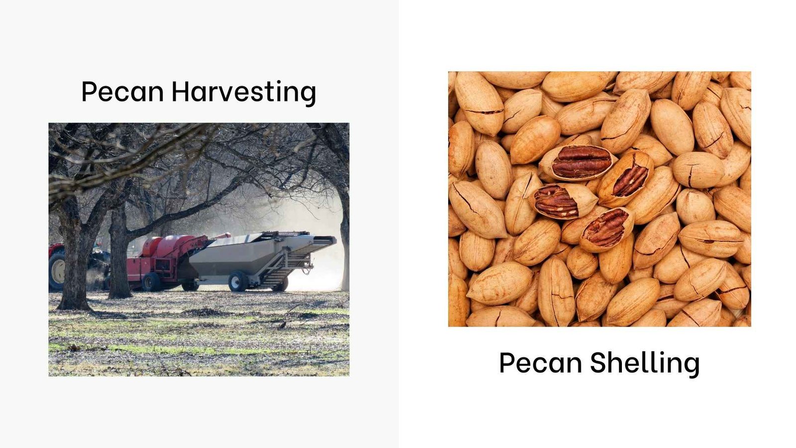 pecan production