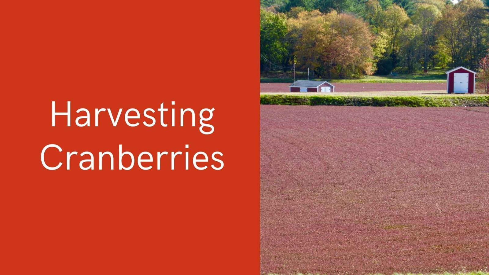 harvesting cranberries