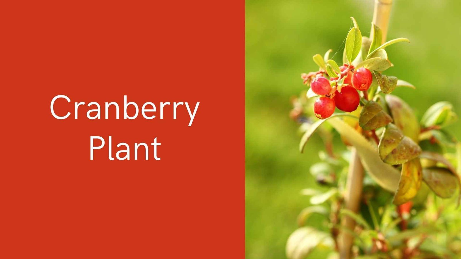 cranberry plant