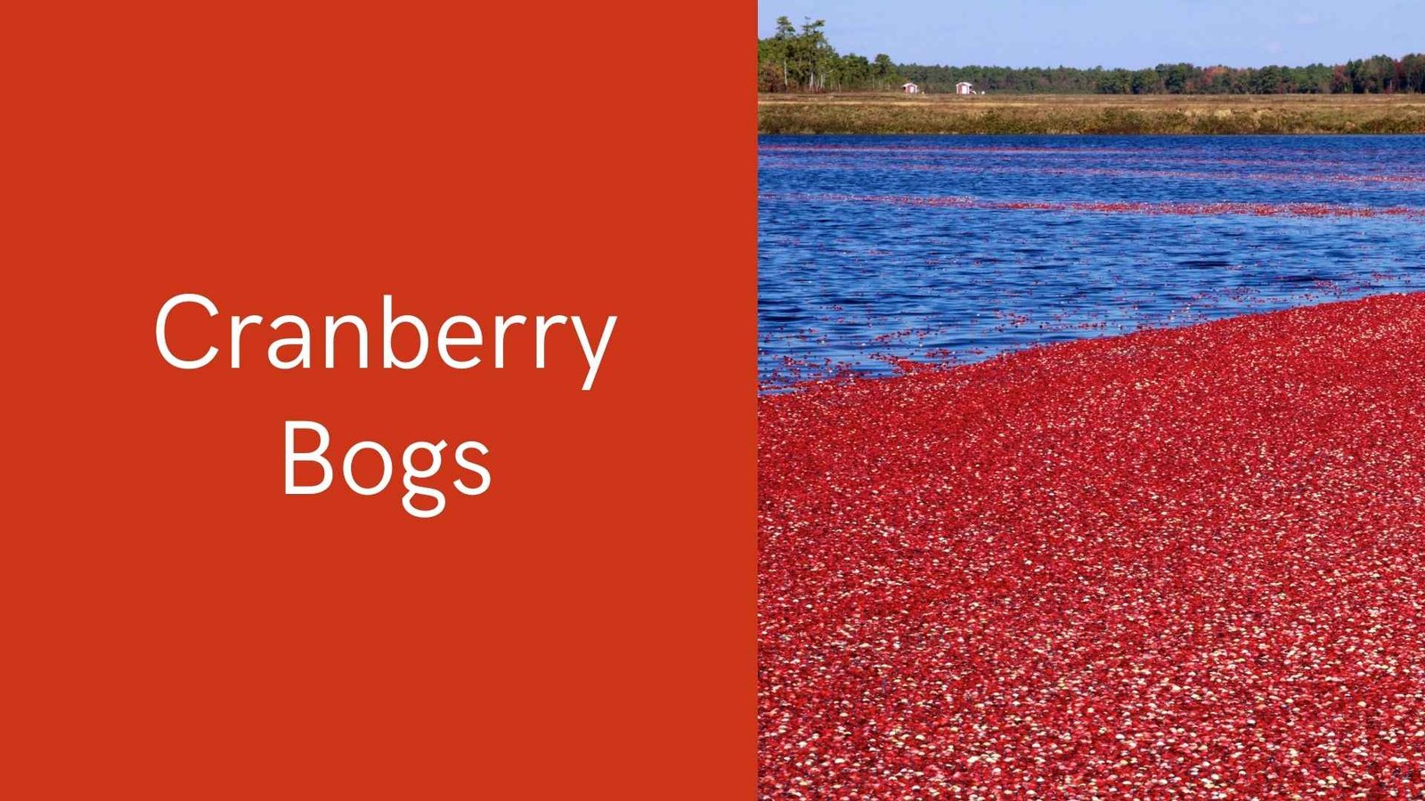 cranberry bog