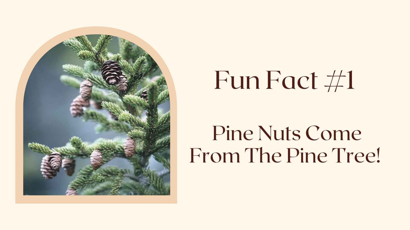Fun Fact #1 Pine Nuts Come From The Pine Tree! 