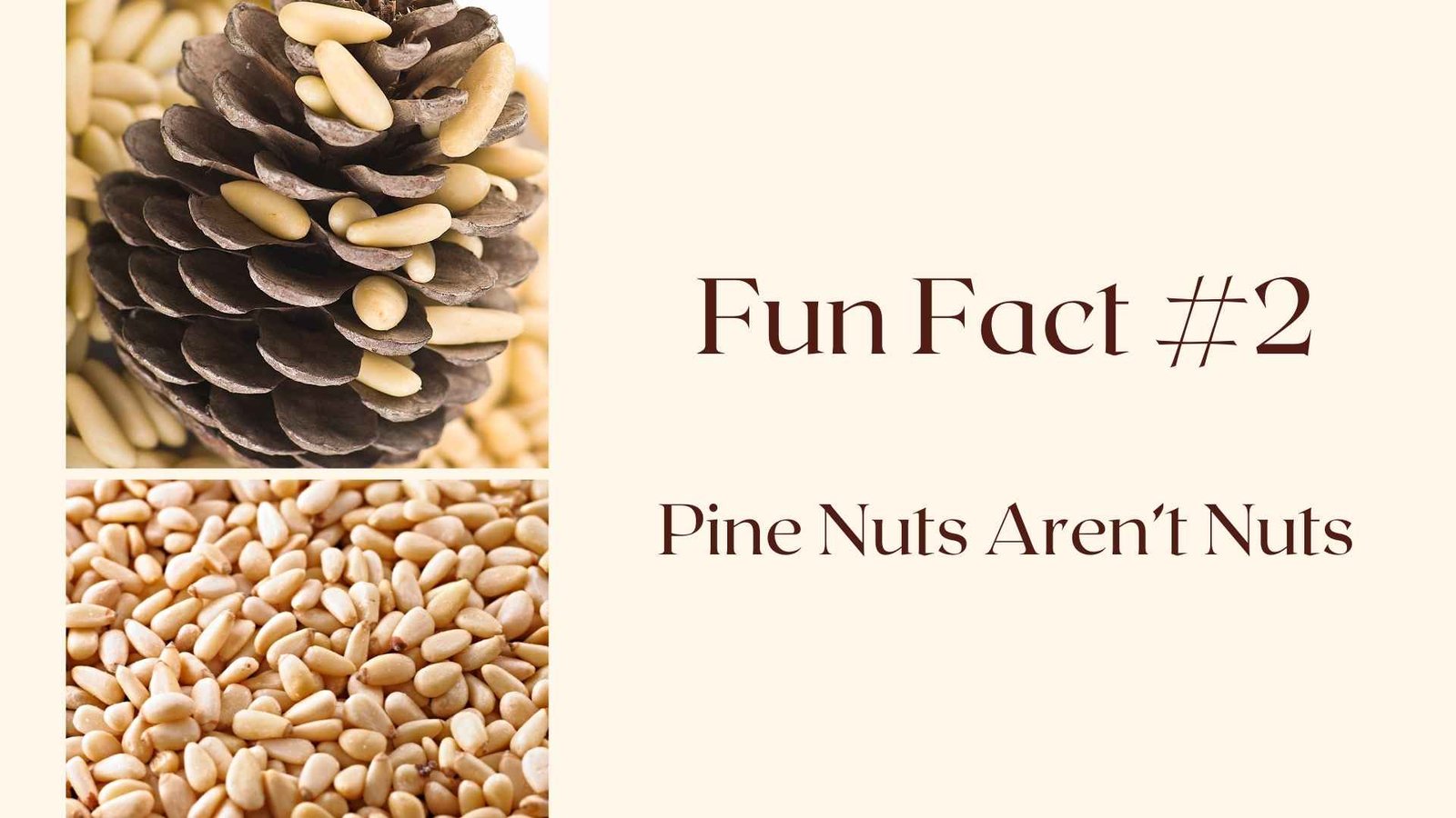 Fun Fact #2 Pine Nuts Aren’t Nuts 