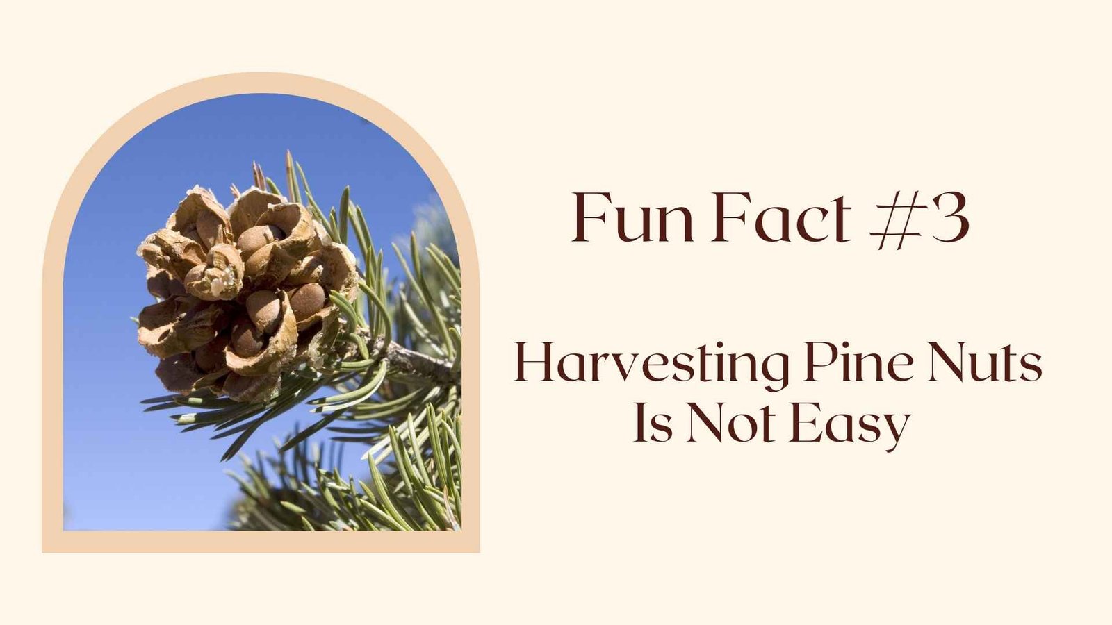 Fun Fact #3 Harvesting Pine Nuts Is Not Easy 