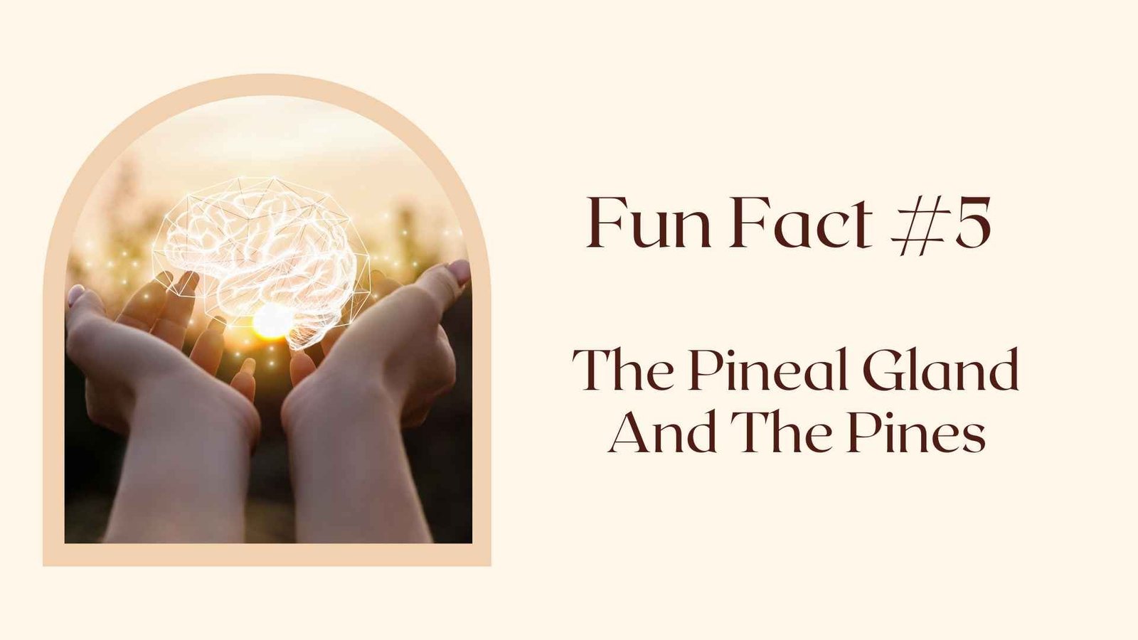Fun Fact #5 The Pineal Gland And The Pines 