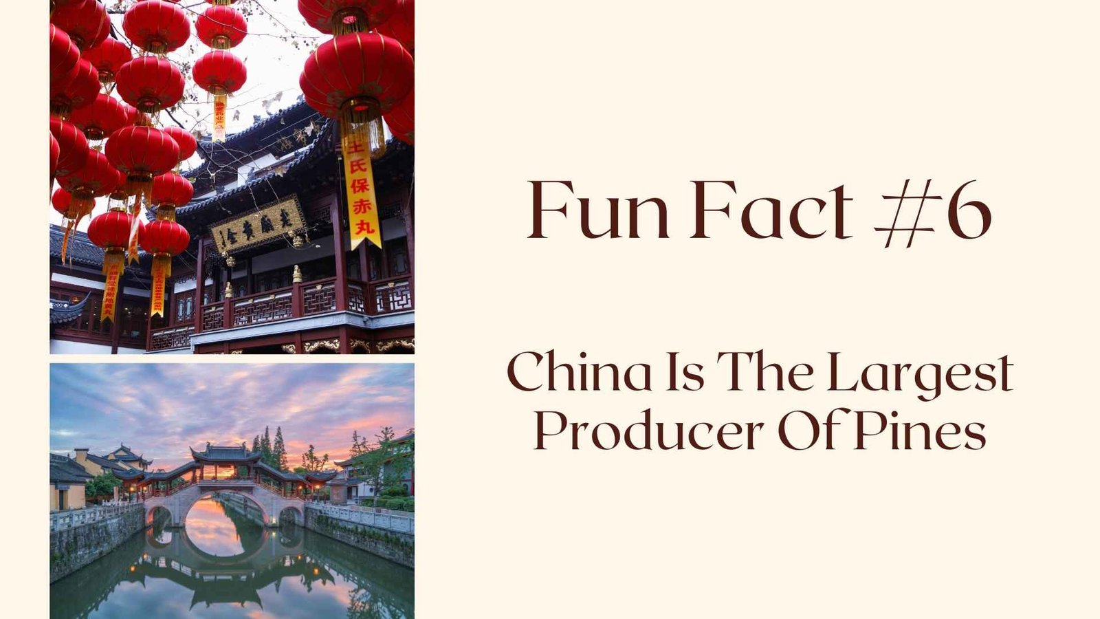 Fun Fact #6 China Is The Largest Producer Of Pine Nuts 