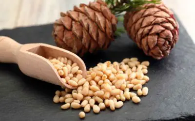 7 Spectacular Fun Facts About Pine Nuts