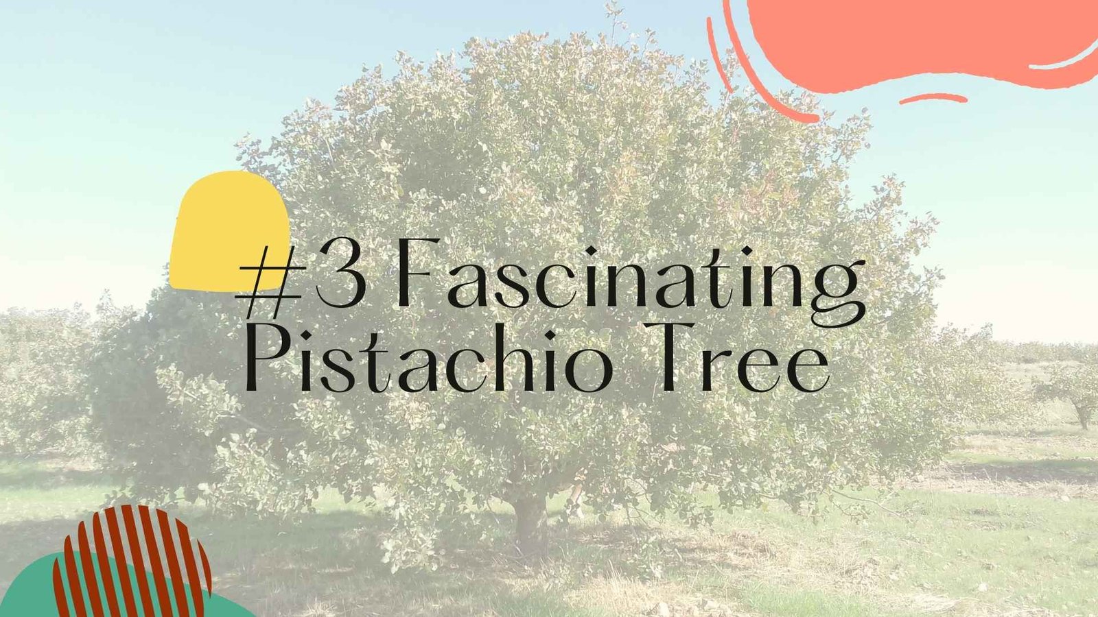 fascinating pistachio tree