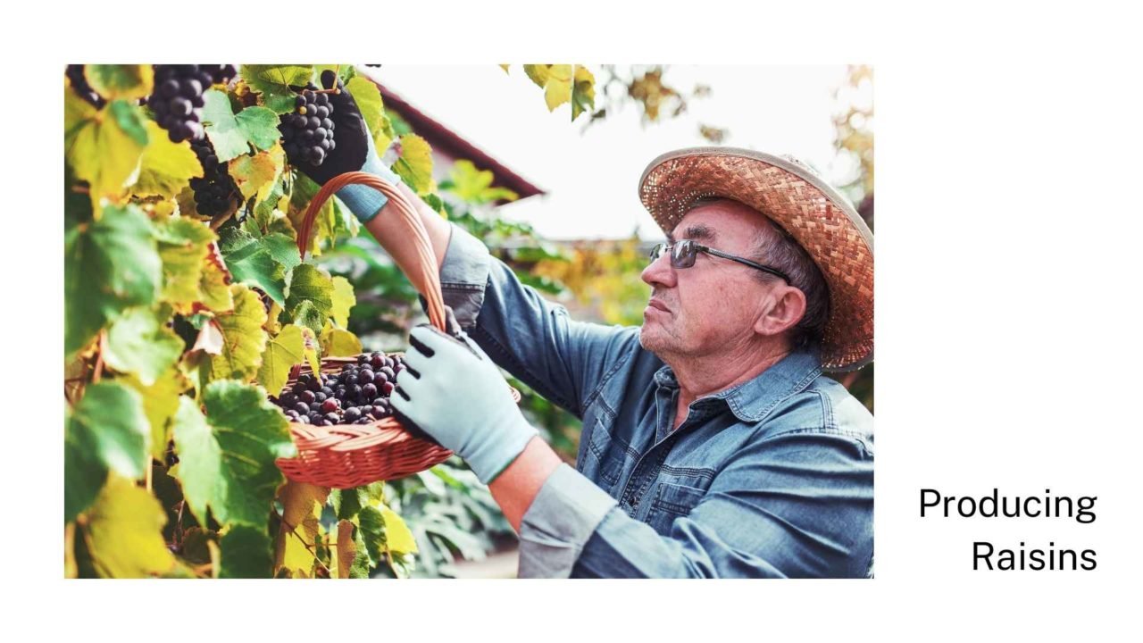 Raisins Are They Good For You? Nuts And Snacks Singapore